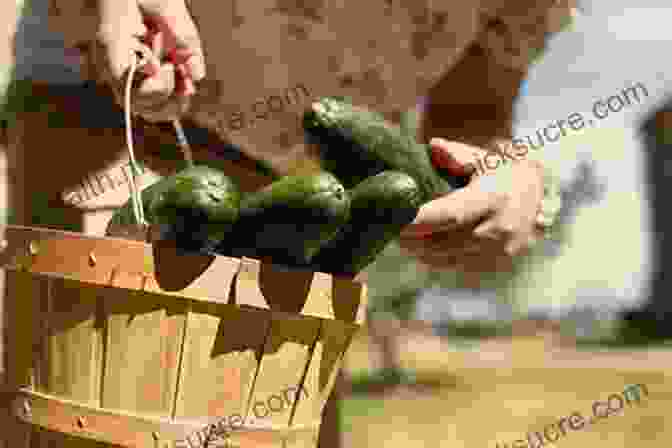 A Photo Of A Person Slicing Fresh Cucumbers For Pickling Saving The Season: A Cook S Guide To Home Canning Pickling And Preserving: A Cookbook