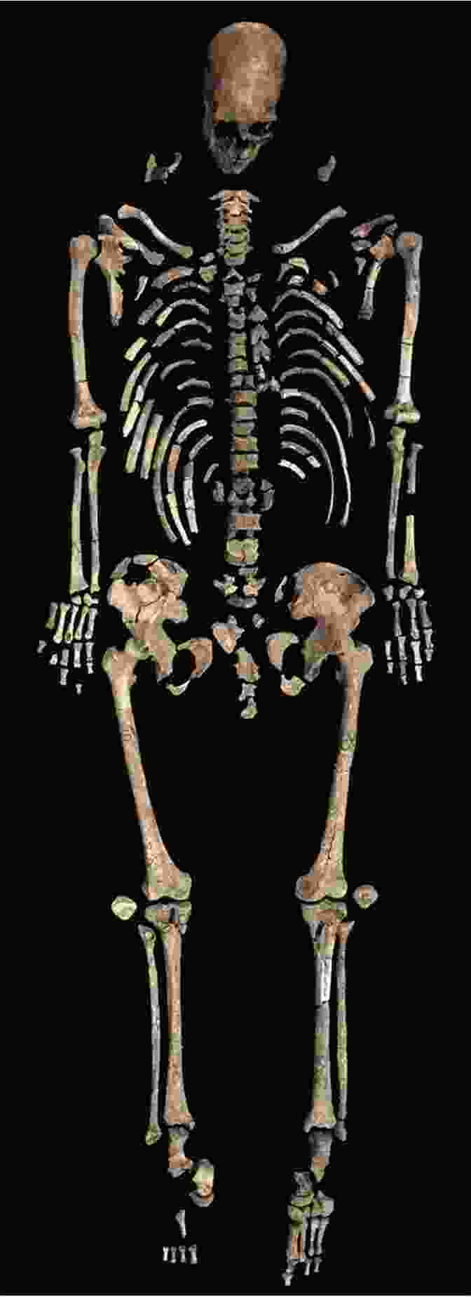 A Photograph Of The Kennewick Man Skull, Showing The Distinctive Elongated Shape And Prominent Brow Ridge. Skull Wars: Kennewick Man Archaeology And The Battle For Native American Identity