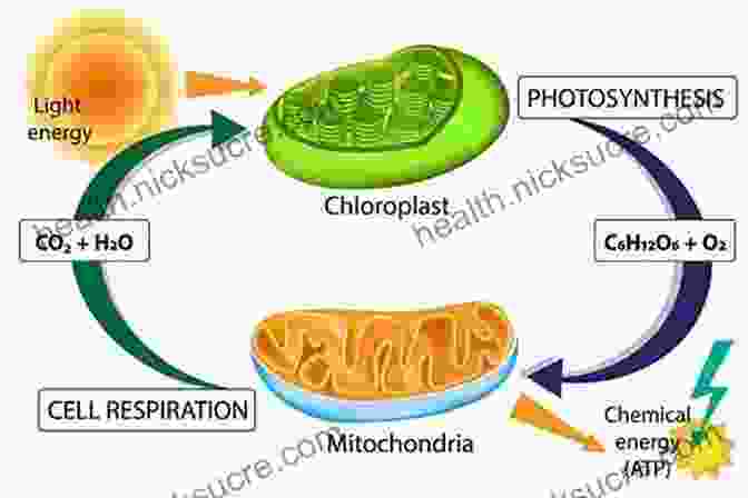 Diagram Of Cellular Energy Production Beyond Training 2nd Edition Ben Greenfield