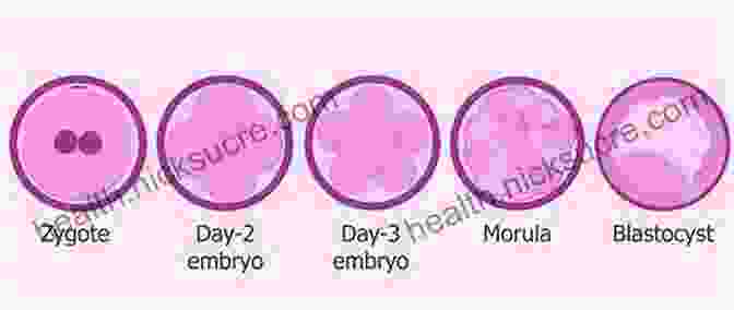 Zygote At Week 1 Of Pregnancy Before Birth: A Week By Week Guide To Your Baby S Development During Pregnancy